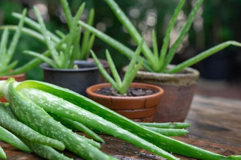 cultiva tu propia planta de aloe vera en casa guia paso a paso