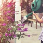 Cultiva tu propia planta en casa con algodón: ¡Aprende cómo!
