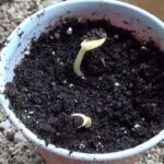 Cultiva tu propia sandía en casa: Guía paso a paso