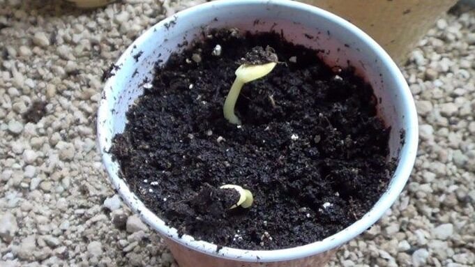 cultiva tu propia sandia en casa guia paso a paso