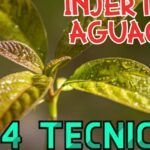 Cultiva tu propio aguacate: guía fácil y práctica
