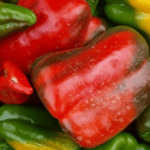Cultiva tu propio aji dulce en macetas