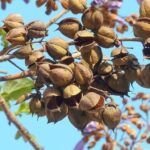 Cultiva tu propio árbol de Paulownia: Guía de siembra de semillas