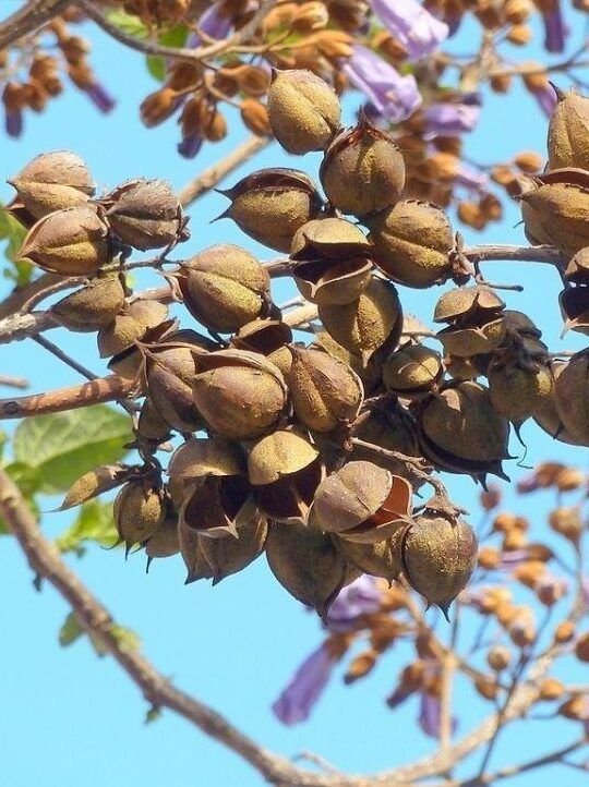 cultiva tu propio arbol de paulownia guia de siembra de semillas