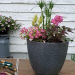 Cultiva tu propio cactus: aprende cómo plantar un hijo en casa