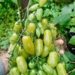 Cultiva tu propio ciruelo: guía para plantar desde la semilla