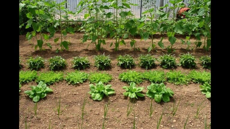 cultiva tu propio huerto aprende a plantar semillas en botellas