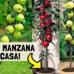 Cultiva tu propio huerto con semillas de manzana verde
