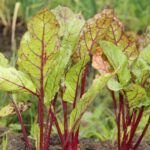 Cultiva tu propio huerto en marzo: Descubre qué plantar