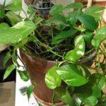 Cultiva tu propio jazmín: aprende cómo plantar un esqueje