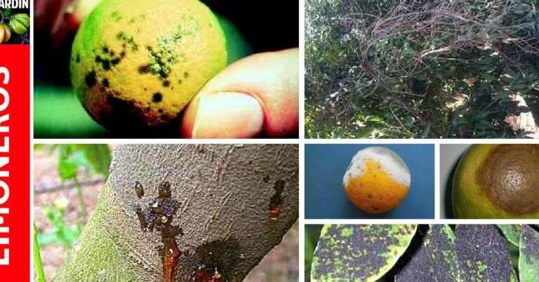 cultiva tu propio limonero en casa con estos simples pasos