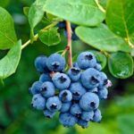 Cultiva tu propio madroño: guía fácil para plantar por esquejes