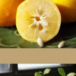 ¡Cultiva tu propio mandarino en casa! Aprende cómo plantarlo en maceta