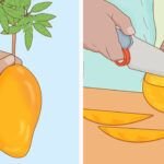 Cultiva tu propio mango: aprende cómo plantar una pepa en casa
