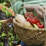 Cultiva tu propio mango en casa con estos simples pasos