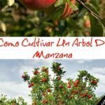 ¡Cultiva tu propio manzano! Aprende cómo plantar semillas de manzana