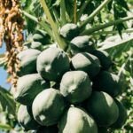 Cultiva tu propio níspero: aprende cómo plantar un hueso