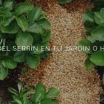 Cultiva tu propio nogal: aprende cómo plantar una nuez