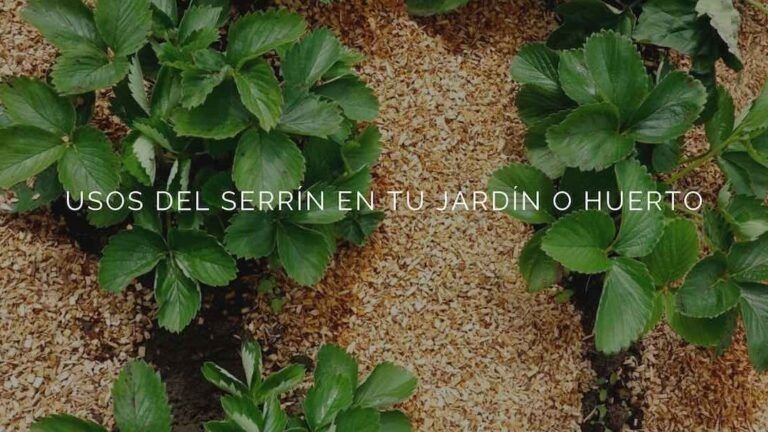 cultiva tu propio nogal aprende como plantar una nuez