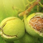 Cultiva tu propio nogal de semilla con estos simples pasos