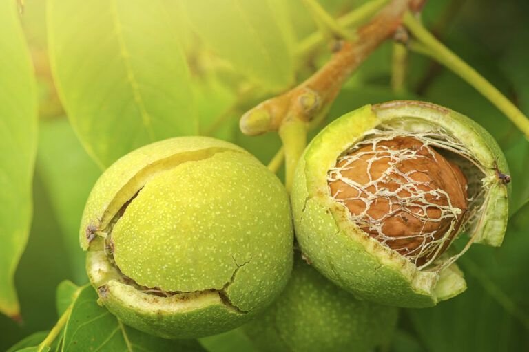 cultiva tu propio nogal de semilla con estos simples pasos