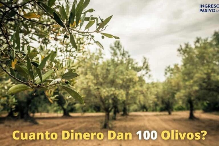 cultiva tu propio olivo aprende como plantar una oliva
