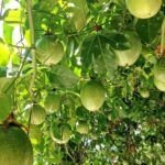 Cultiva tu propio paraíso tropical: guía completa de árboles frutales exóticos