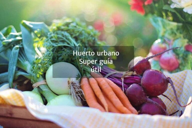 cultiva tu propio repollo guia de siembra en 7 pasos