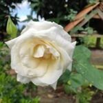 Cultiva tu propio rosal en una patata: paso a paso