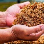 Cultiva tu propio tabaco rubio en casa: guía completa