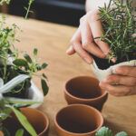 ¡Cultiva tus propias delicias! Plantas comestibles para tu hogar