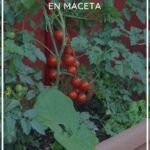 Cultiva tus propias frambuesas en casa: guía de siembra en huerto