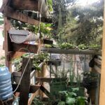 Cultiva tus propias fresas en casa: cómo plantar en un bidón