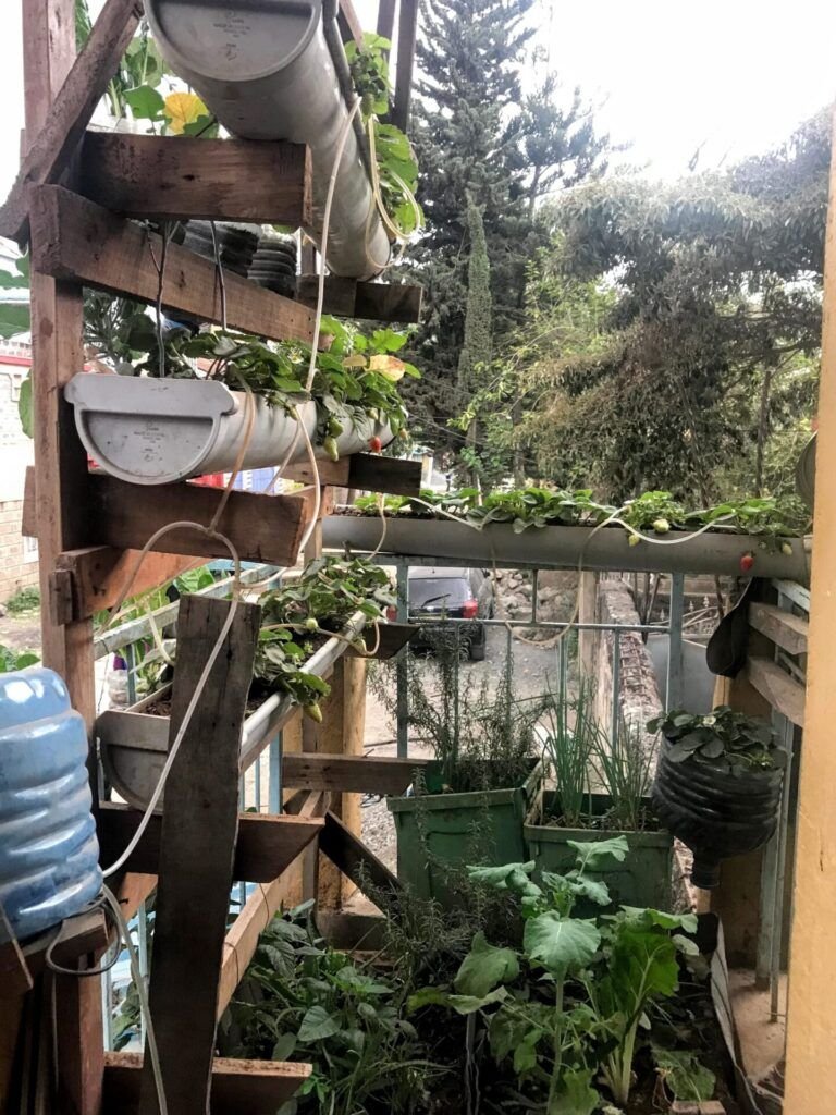 cultiva tus propias fresas en casa como plantar en un bidon