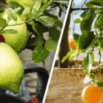 Cultiva tus propias frutas y verduras en macetas, ¡fácil y delicioso!