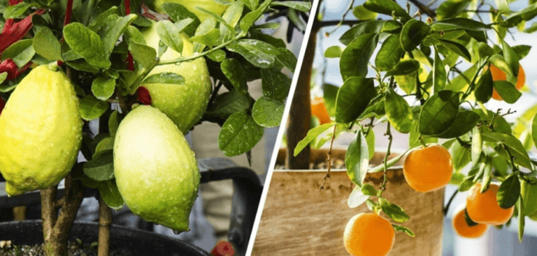 cultiva tus propias frutas y verduras en macetas facil y delicioso