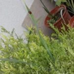 Cultiva tus propias habas: aprende cómo sembrarlas en tu huerto
