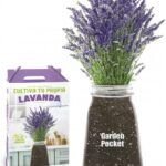 ¡Cultiva tus propias hierbas! Guía para plantar aromáticas en macetas