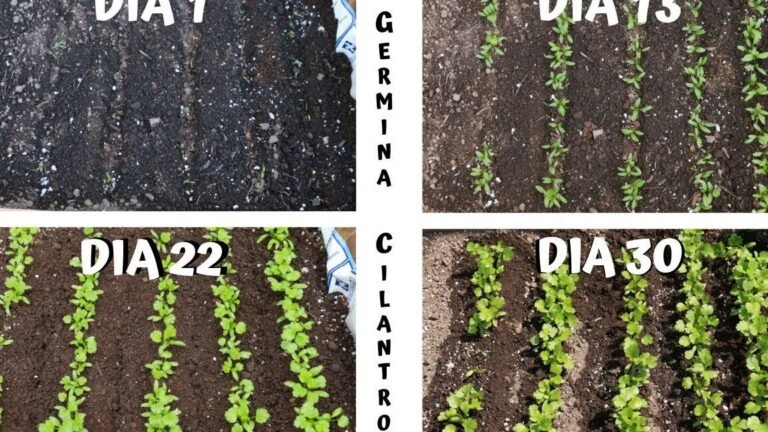 Cultiva tus propias hojas de mostaza en casa: guía paso a paso