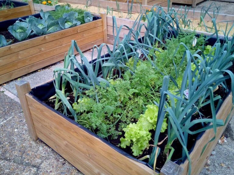 cultiva tus propias hortalizas descubre que puedes plantar en casa
