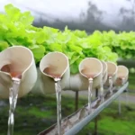 Cultiva tus propias hortalizas en casa con hidroponia