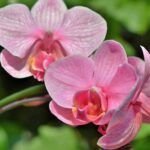 Cultiva tus propias orquídeas silvestres en casa: guía paso a paso
