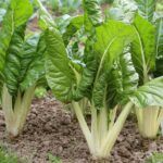 Cultiva tus propias papayas en casa: aprende cómo sembrar semillas