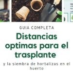 Cultiva tus propias patatas: guía completa para el huerto