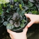 Cultiva tus propias plantas medicinales en casa: guía práctica