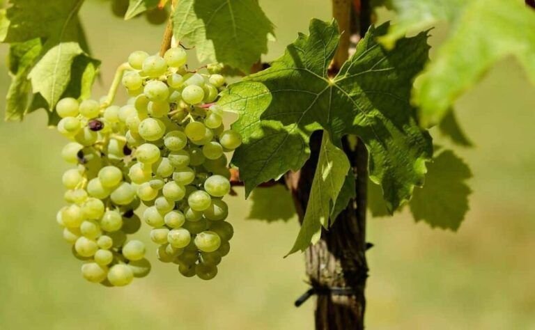 cultiva tus propias uvas en casa con estos consejos