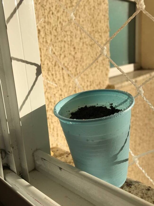 cultiva tus propias uvas en casa guia paso a paso