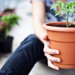 Cultiva tus propias verduras en casa con macetas: guía completa