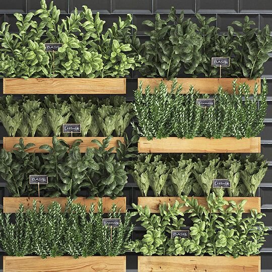 cultiva tus propias verduras en casa descubre cuales son ideales