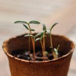 Cultiva tus propias verduras en macetas: ¡fácil y delicioso!